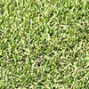 Zoysia